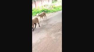  Indian Bast Jib Jontu Video Dog - Mara Cagol Discovery Fortis