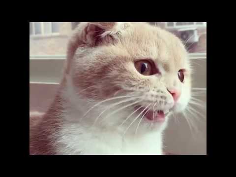 funny-cat-chatters-at-birds
