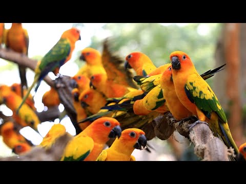 Sun Conure Parrot | ஆவணப்படம் | (4K அல்ட்ரா HD)