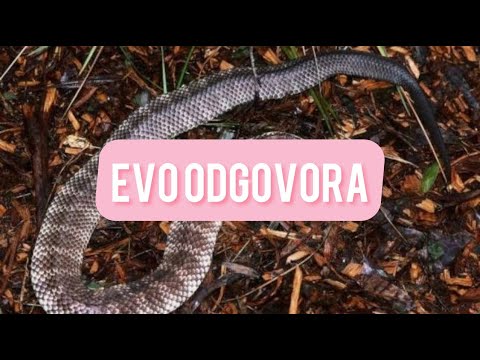 Video: Što znači zmija koja jede rep?