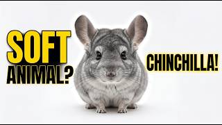 Amazing Chinchilla Facts 🐭 | Softest Animal Ever? 1 Minutes screenshot 2