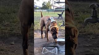 Queensland #age 7 SharPei #dog having a good time at a Dog Park