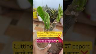 Champa की Cutting से तैयार पौधे को Repot करने का✅ सही समय क्या है ? 🌸#plants #shorts #ytshorts #yt