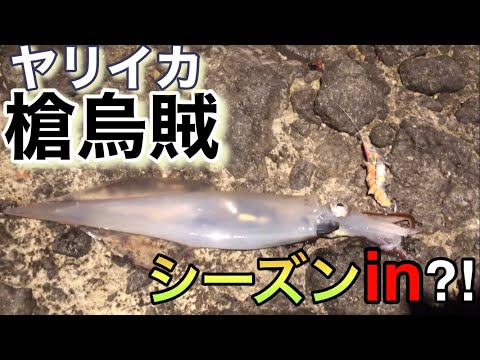 【釣り】ヤリイカ！シーズンin⁈日本海 春のヤリイカ シーズン開幕！