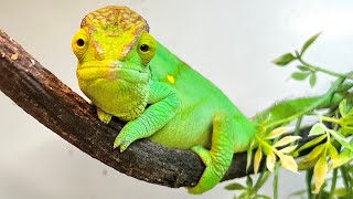 The new Parson's chameleon's breeding environment! The name