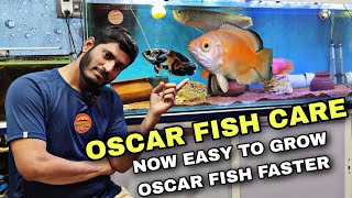 How to Care Oscar Fish ,How to Grow Oscar fish Faster secret formula