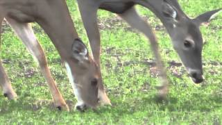 Doe Torn Lip MBO blog