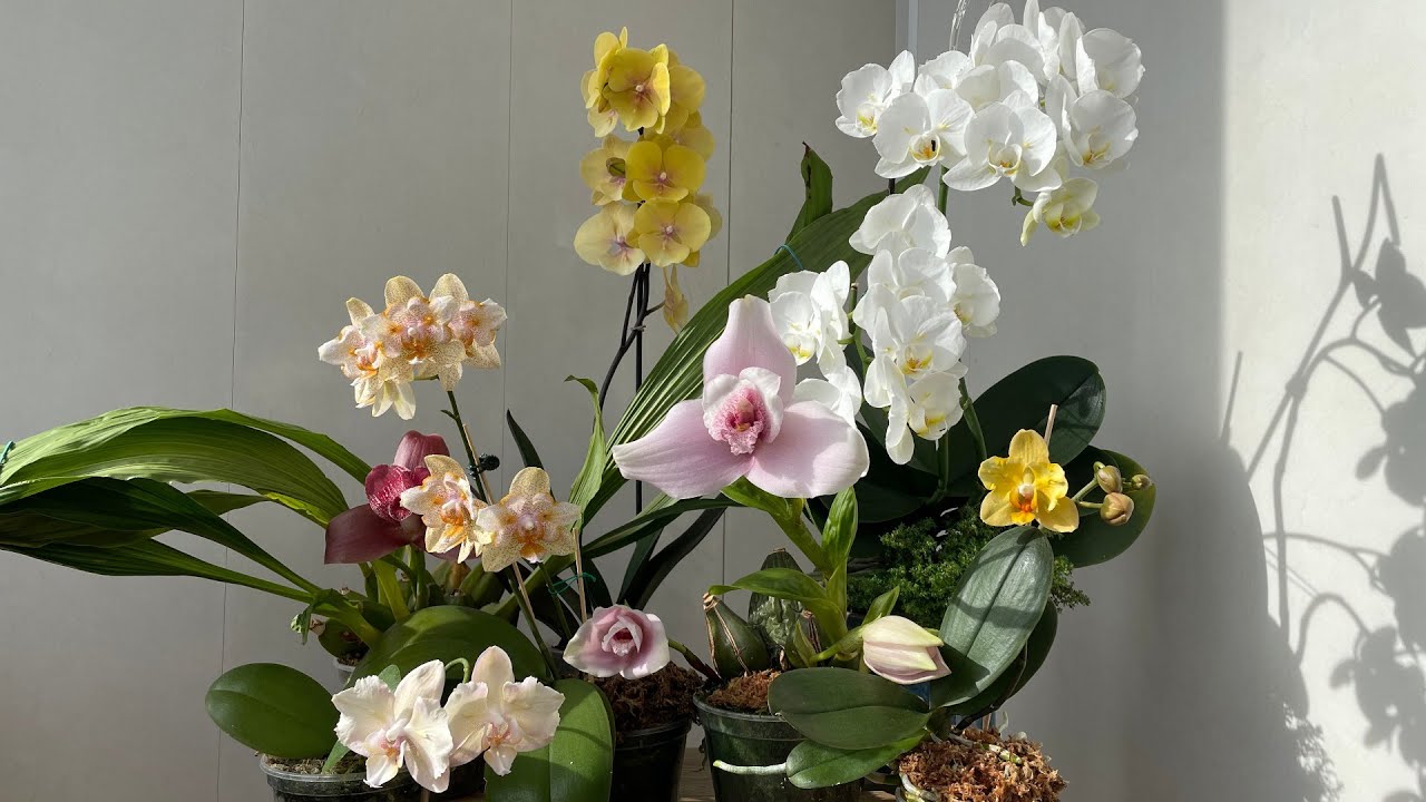 Мартовские цветения орхидей