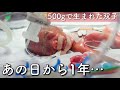 【妊娠23週で出産】あの日から1年が経ちました【双子】