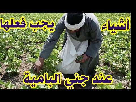فيديو: حصاد البامية: متى وكيف نقطف البامية