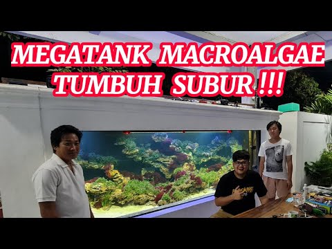 Video: Ikan Yunani Dengan Crouton Rangup