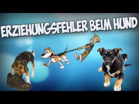 Die größten Fehler in der Hundeerziehung! Hund richtig erziehen! Tipps!!