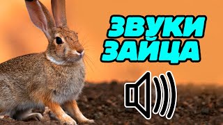 Звук зайца: какой звук издаёт заяц? Голос зайца