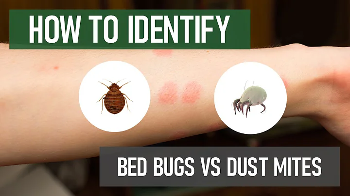 Identifying Bed Bugs vs. Dust Mites: DIY Pest Control
