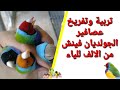 معلومات عن تربية وتفريخ عصافير الجولديان فينش من الالف للياء