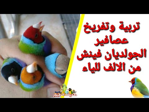 فيديو: Illiger’s Macaw