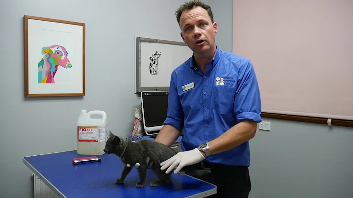 What happens if my cat has Ringworm? - DayDayNews