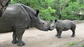 The sweetest moment happens as baby rhino Bula meets the big sister of the Centre Esmé