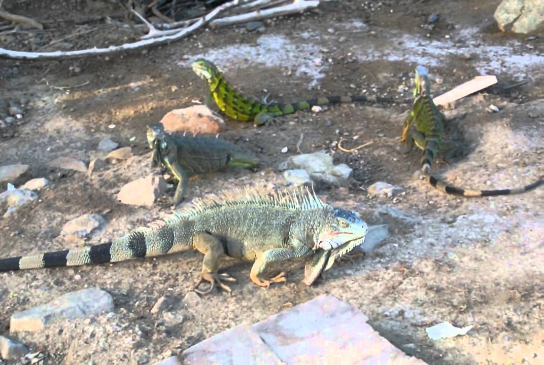 Beautiful view of Feeding Iguanas
