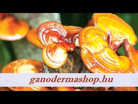 Ganoderma gyógygomba és spirulina alga. Hatásuk, adagolásuk * GANODERMASHOP * (2021)