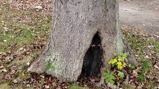 Hazardous Tree Evaluation Large Oak Can Live Even with Advanced Decay