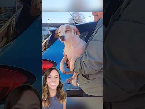 Flying sausage saves dog's life just in time 😳