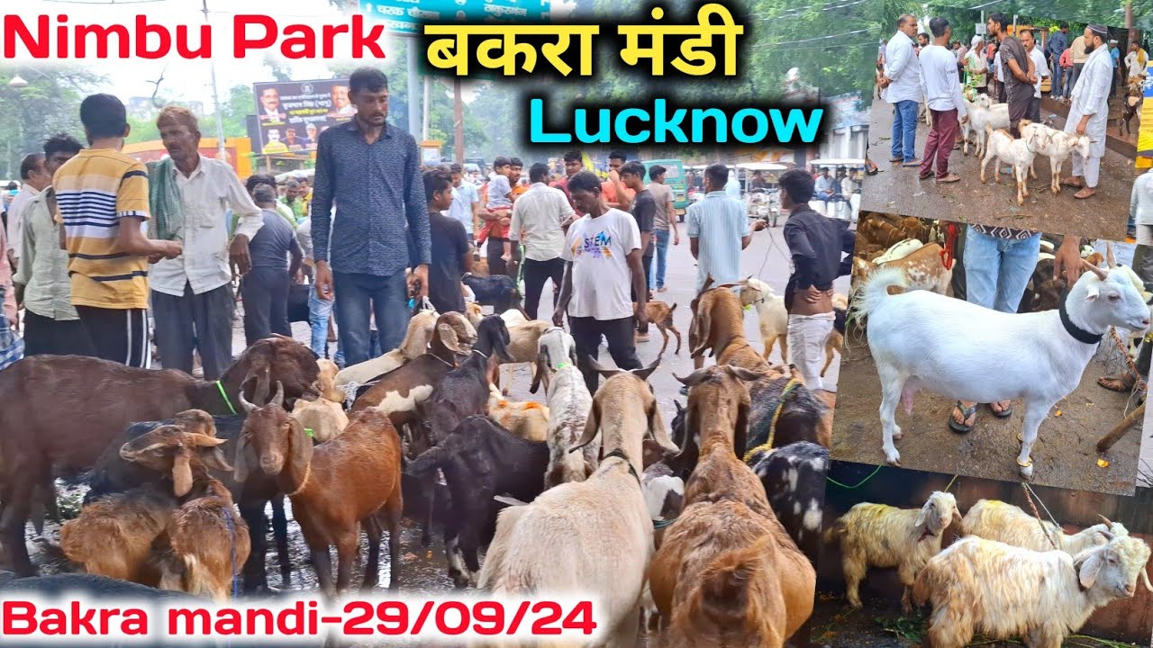आज बहुत सस्ता माल था |Nimbu Park Bakra mandi New video |Lucknow Bakra Mandi 29/09/24 Update