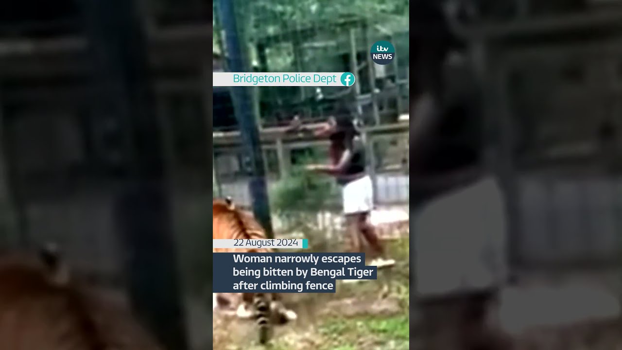 Woman Narrowly Escapes Being Bitten By Bengal Tiger After Climbing Fence Itvnews News