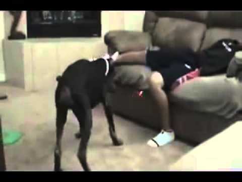 dog porno sikiş dog porno sikiş