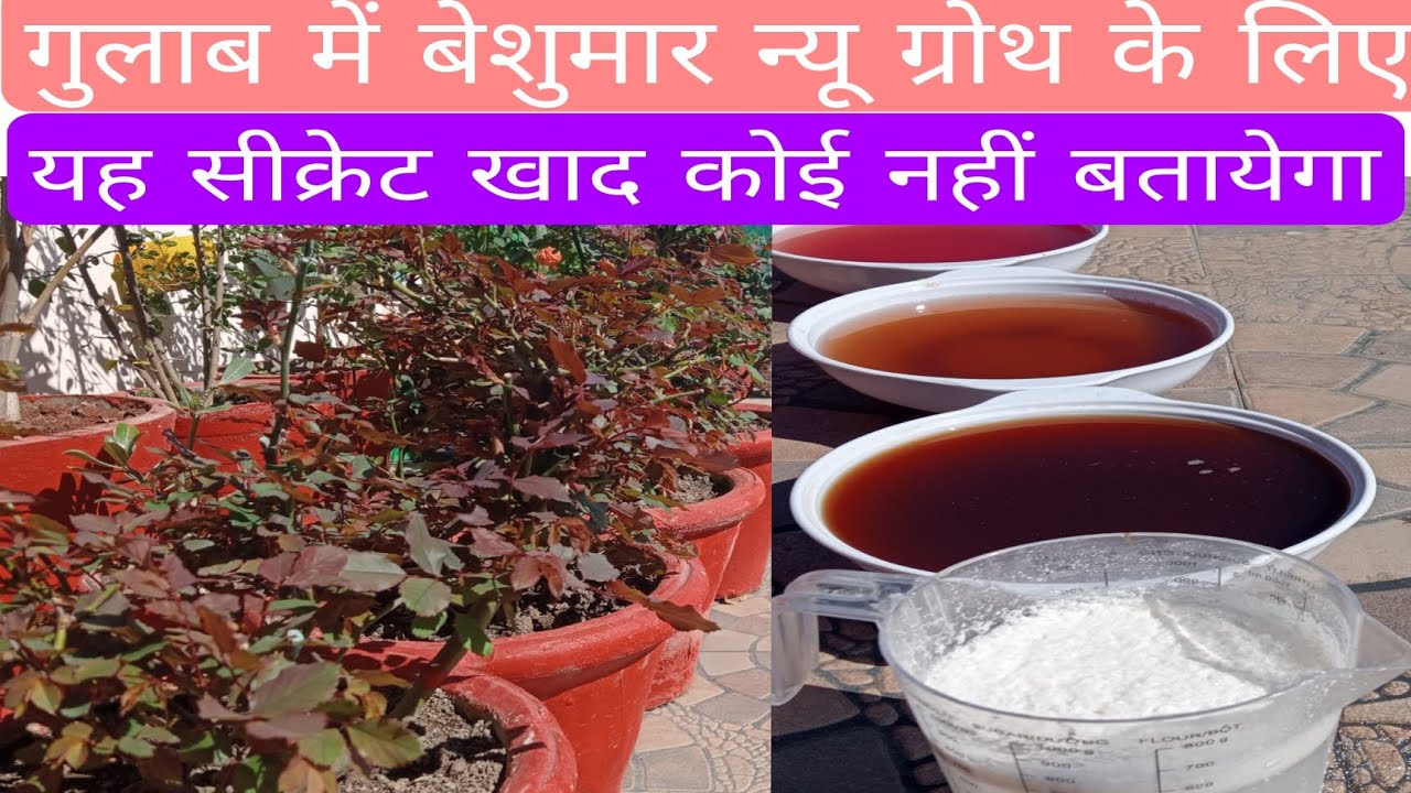 इसे अगर गुलाब के पौधों में इस्तेमाल करेंगे गुलाब के पौधों में अनगिनत न्यू ग्रोथ #fertilizer