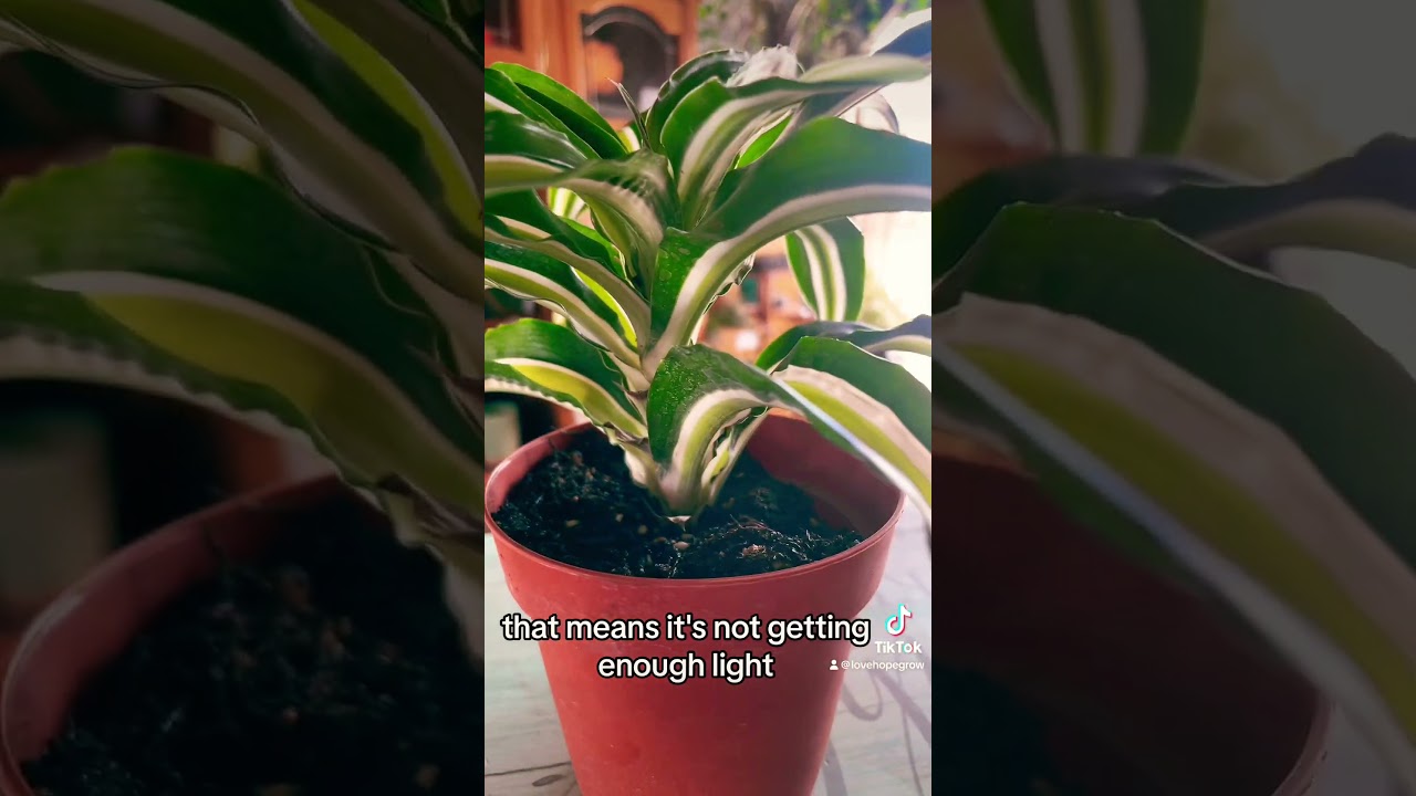 Dracaena 'Malaika' information and care tips on this easy houseplant for  beginners #houseplants - YouTube