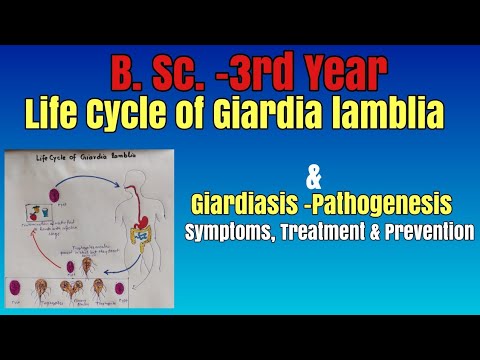 Giardiasis life cycle animation, Giardia indonesia Giardiasis life cycle animation