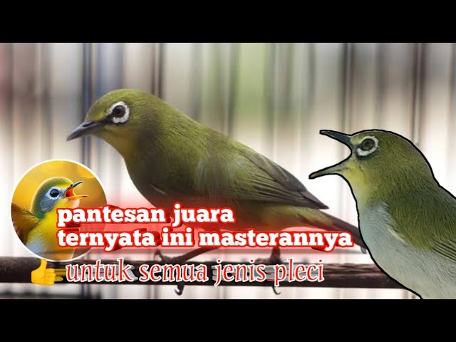 masteran pleci sang juara - masteran dan terapi pleci class=