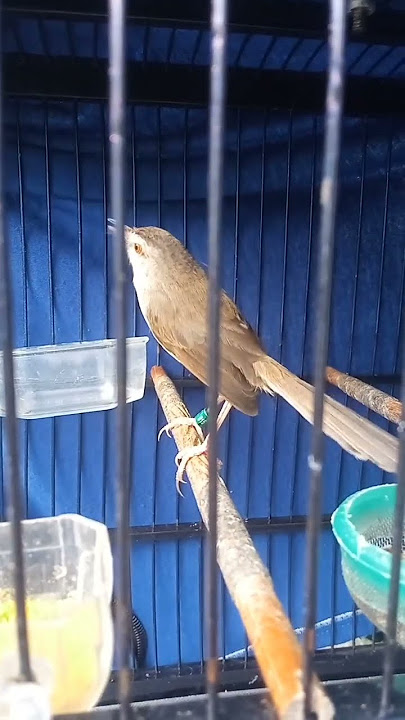 ciwah/cipar isian belalang raja