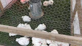 Why Is Pastured Turkey and Pastured Chicken Different From Grocery Store Poultry Information