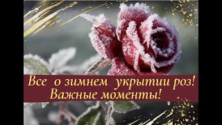 Все о зимнем укрытии роз! Важные моменты!