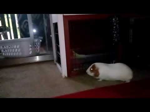 Guinea Pig learning is better to have patience than not getting dinner