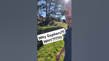 Why Gophers, why?!   #gophers