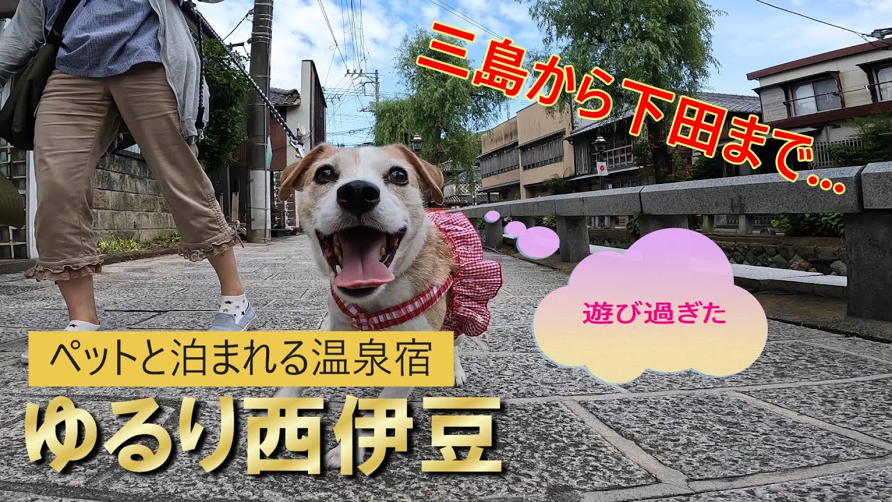 【ゆるり西伊豆】＃愛犬と泊まれる温泉宿＃三島スカイウォーク＃修善寺で足湯＃美味しい蕎麦やまびこ＃土肥温泉＃下田海中水族館＃ゴマフアザラシの餌やり体験＃イルカショー＃ペリーロード＃ジャックラッセルテリア