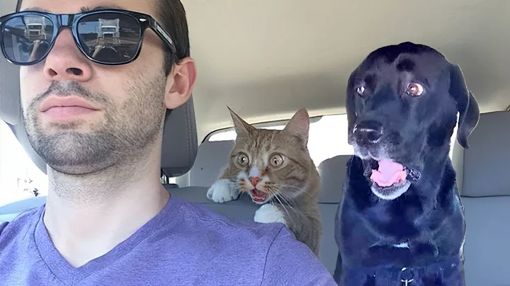 Over Dramatic Animals Who Deserve An Oscar 😂 Funniest Animal Videos 2025 thumbnail