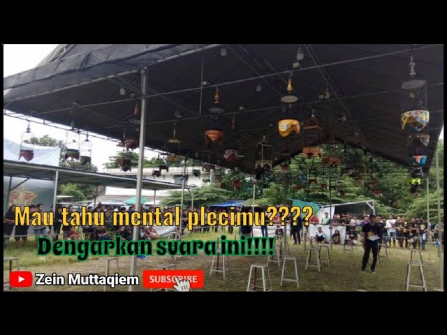 simulasi lomba burung pleci|terapi untuk melatih mental burung pleci class=