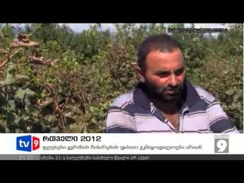 ახალი 9 | რთველი 2012 | 24.08.12