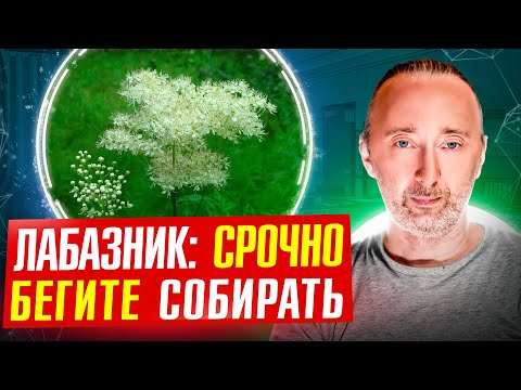 Самая полезная трава на земле: сверх ароматный чай и кладезь здоровья! Всё от сбора до применения!