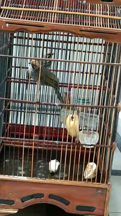 Suara burung cucak rowo gacor jantan dan betina