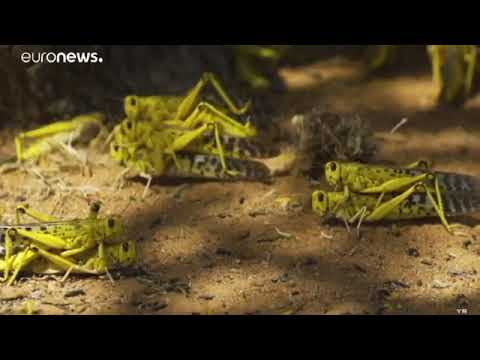 Африканская саранча описание Нашествие саранчи Locusts in Africa 2020