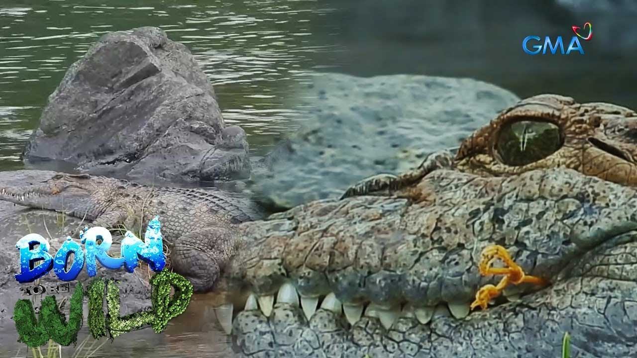 Bukarot, the king of Dunoy Lake in Isabela | Born to be Wild