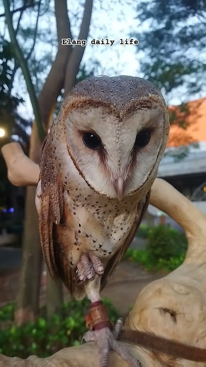 Burung hantu ❗ Suara burung hantu jenis Tyto Alba #burunghantu #owl  #shorts #suaraburung