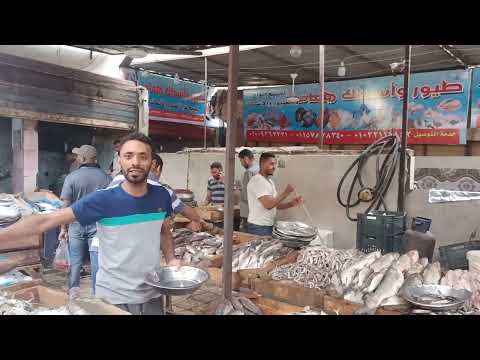 جميع انواع السمك الحي العاشر مدينة نصر