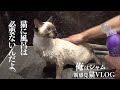 子猫の初めてのお風呂｜猫VLOG - Kitten takes the first bath