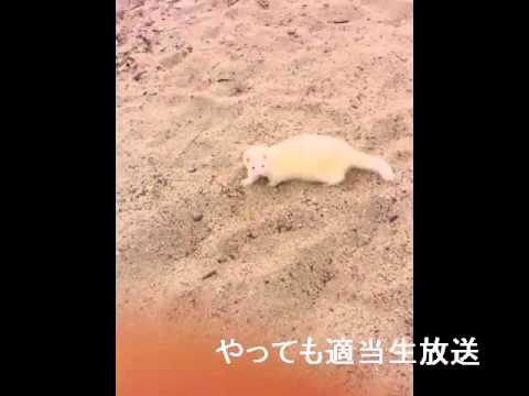 やってもの適当生放送アーカイブ動画　その１０